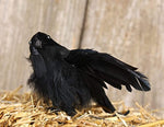Group of 6 Flying Black Crow Birds for Halloween Decor and Costumes by Factory Direct Craft