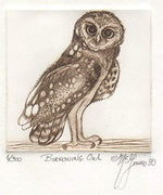 Burrowing Owl